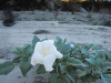 Datura_at_Sunset.jpg
