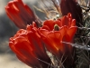 cactus_flowers.jpg