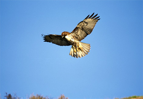 juvenile red-tailed hawk
